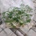 广藿香组培苗，袋苗，芽苗，大棚育芽，中草药