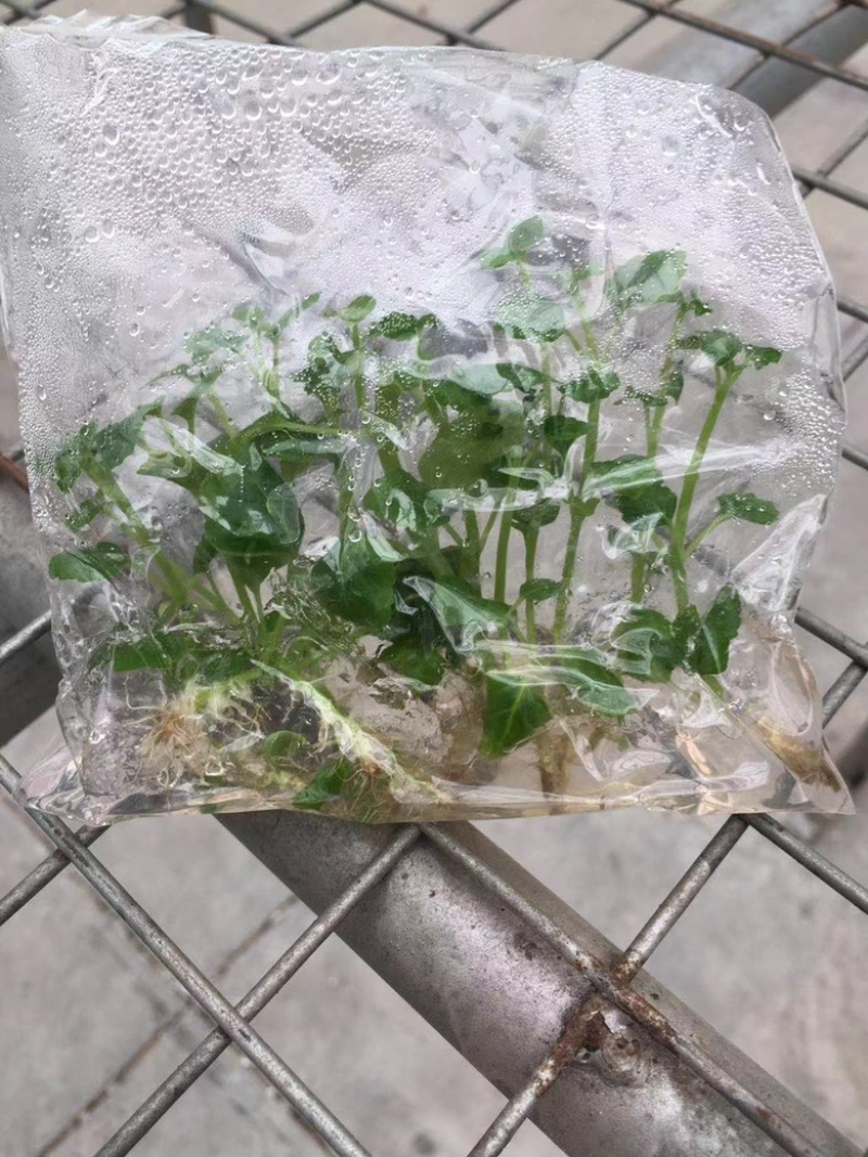 广藿香组培苗，袋苗，芽苗，大棚育芽，中草药