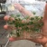 广藿香组培苗，袋苗，芽苗，大棚育芽，中草药