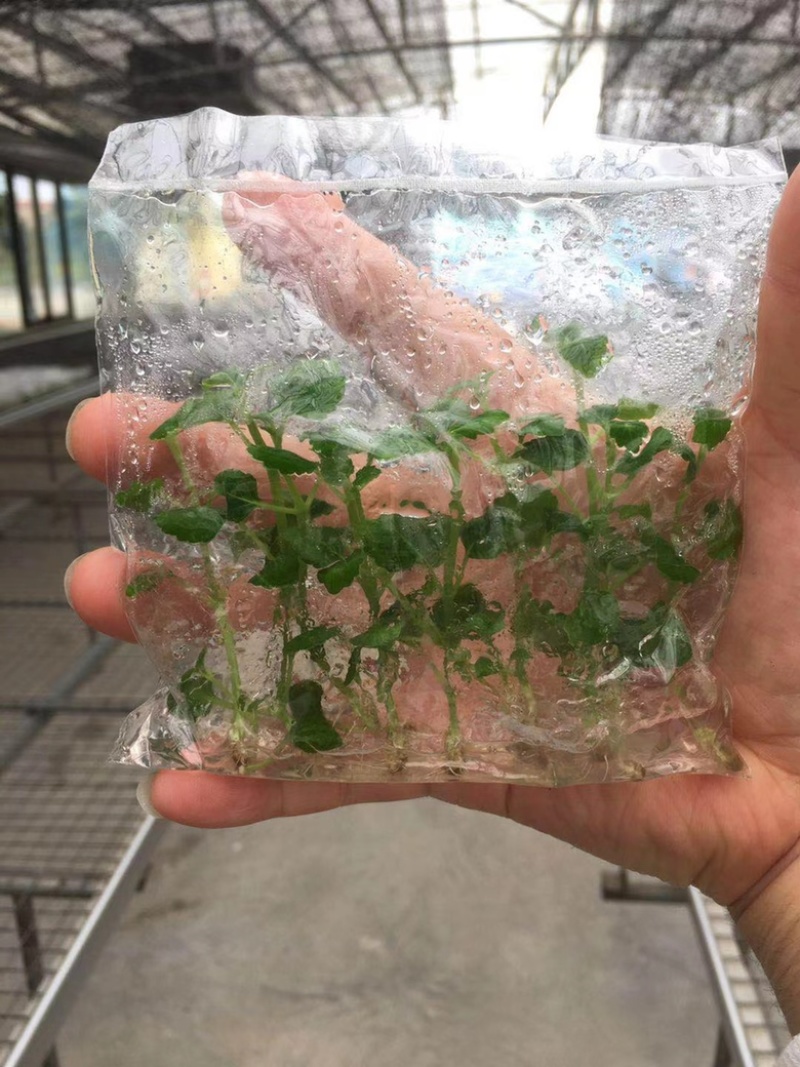 广藿香组培苗，袋苗，芽苗，大棚育芽，中草药