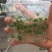 广藿香组培苗，袋苗，芽苗，大棚育芽，中草药