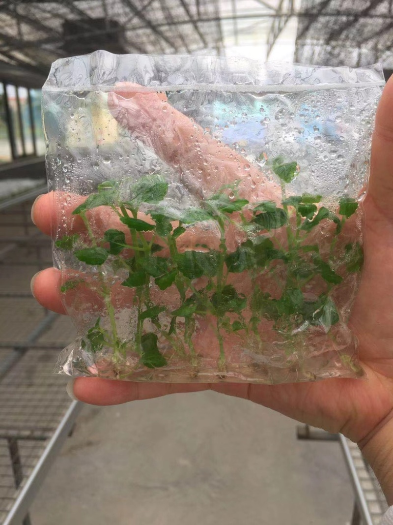 广藿香组培苗，袋苗，芽苗，大棚育芽，中草药