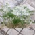 广藿香组培苗，袋苗，芽苗，大棚育芽，中草药