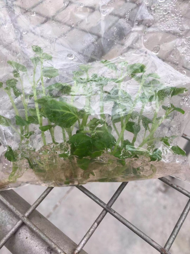 广藿香组培苗，袋苗，芽苗，大棚育芽，中草药