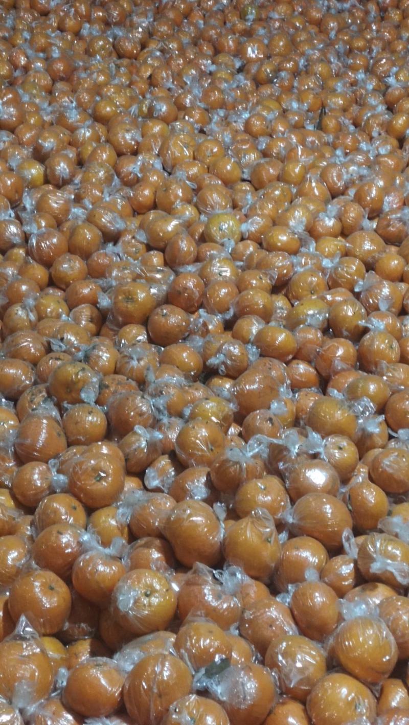 大量常温保鲜㓇柑上市，个头大味道甜，果面干净皮细嫩！