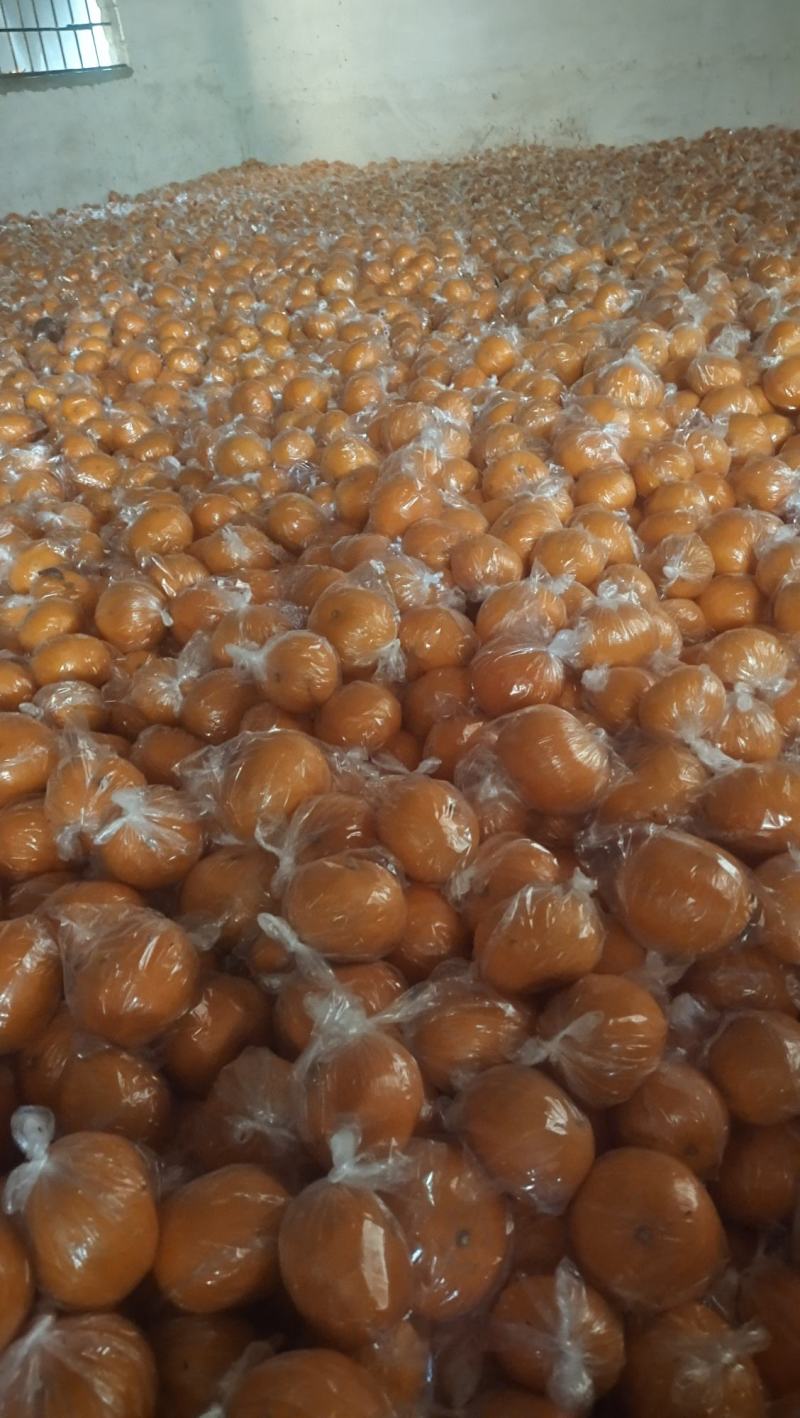 大量常温保鲜㓇柑上市，个头大味道甜，果面干净皮细嫩！