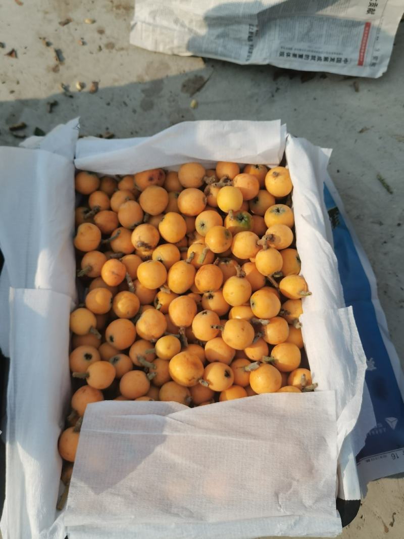枇杷小果，加工果，果酱