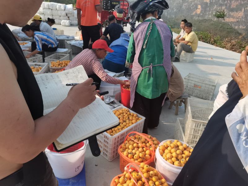枇杷小果，加工果，果酱