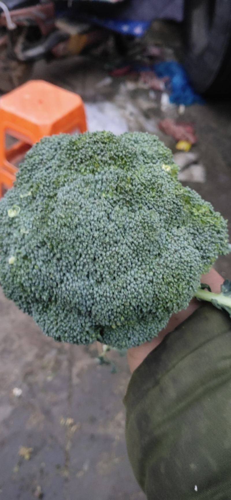 代卖（精品西兰花代卖）春季，秋季西兰花，冬季代卖西兰花