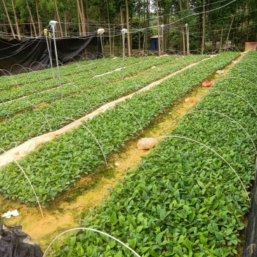 五指毛桃种苗