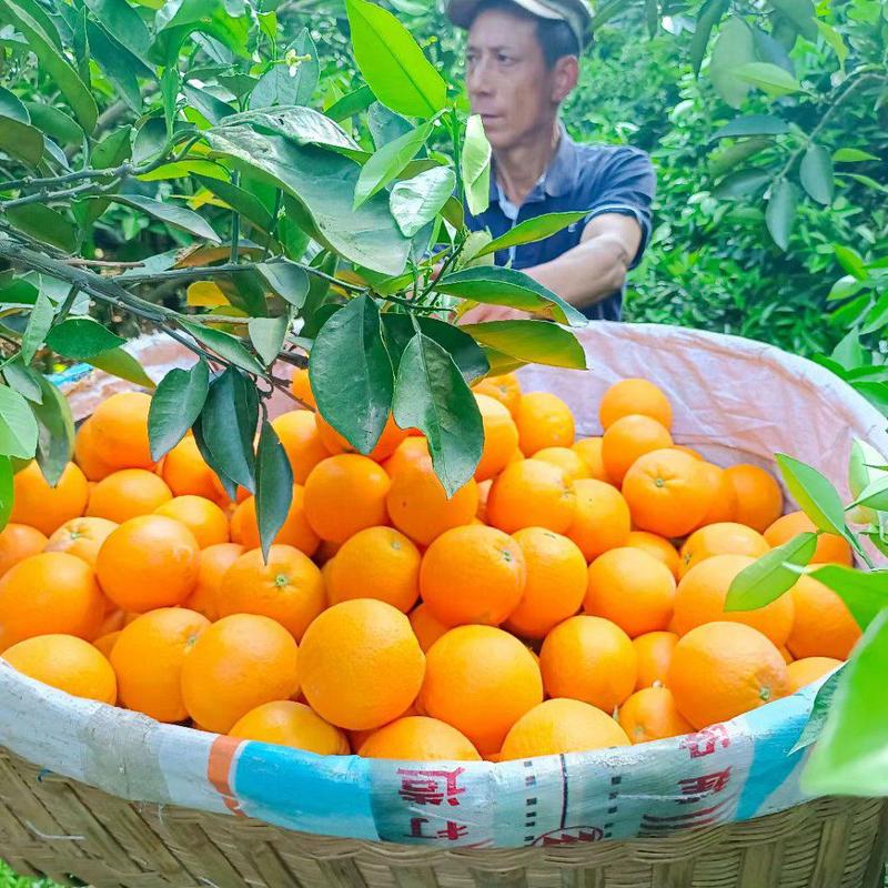 夏橙水分充足，，果面干净，电商，社团等量大优惠果园看货订