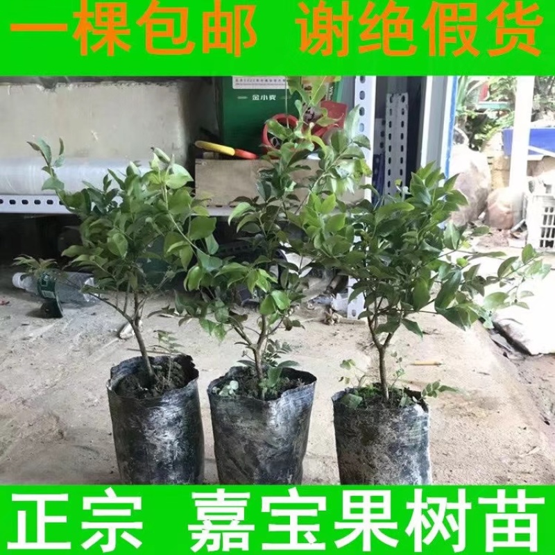 沙巴嘉宝果苗1-8年苗正宗台湾嘉宝果苗