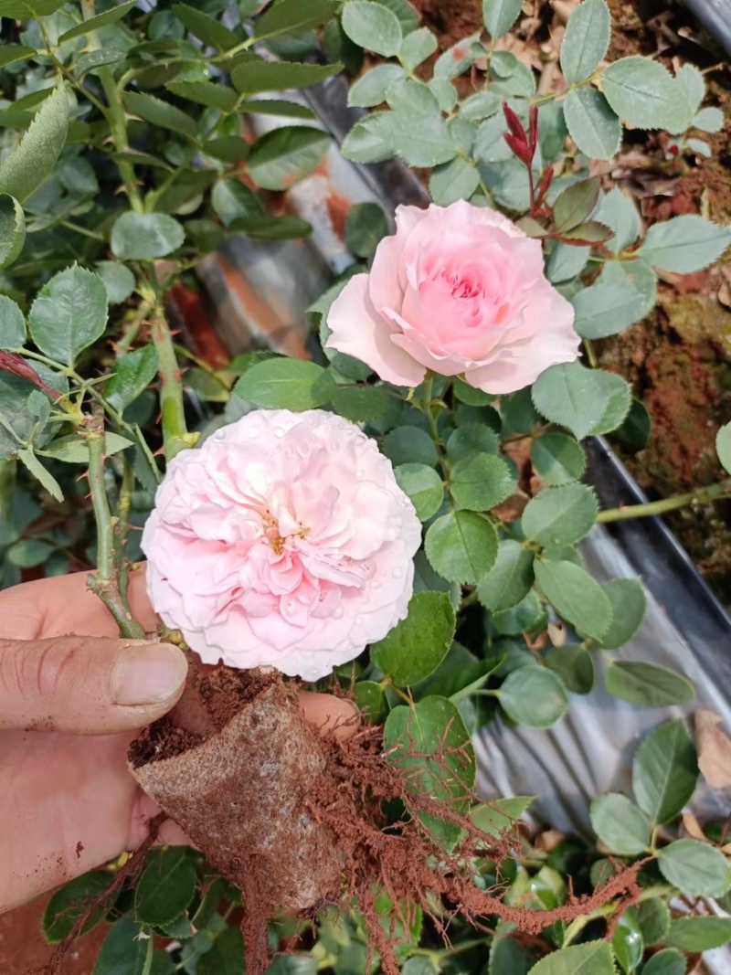 月季老桩，1到5年苗，四季玫瑰，四季开花