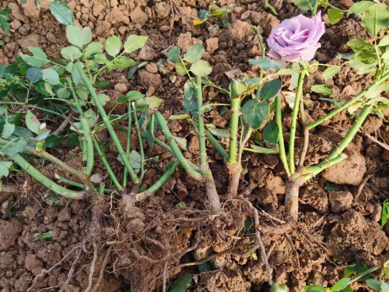月季老桩，1到5年苗，四季玫瑰，四季开花