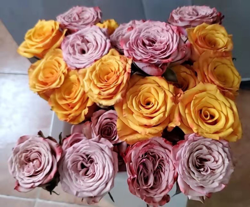 玫瑰鲜切花云南鲜花彩玫批发鲜花批发团购一件代发招代理