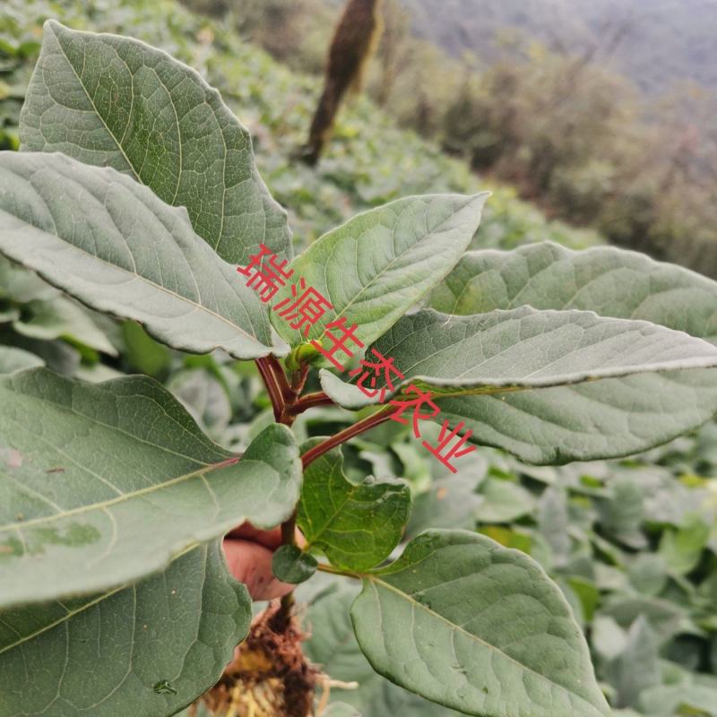 虎杖苗，驯化改良品种