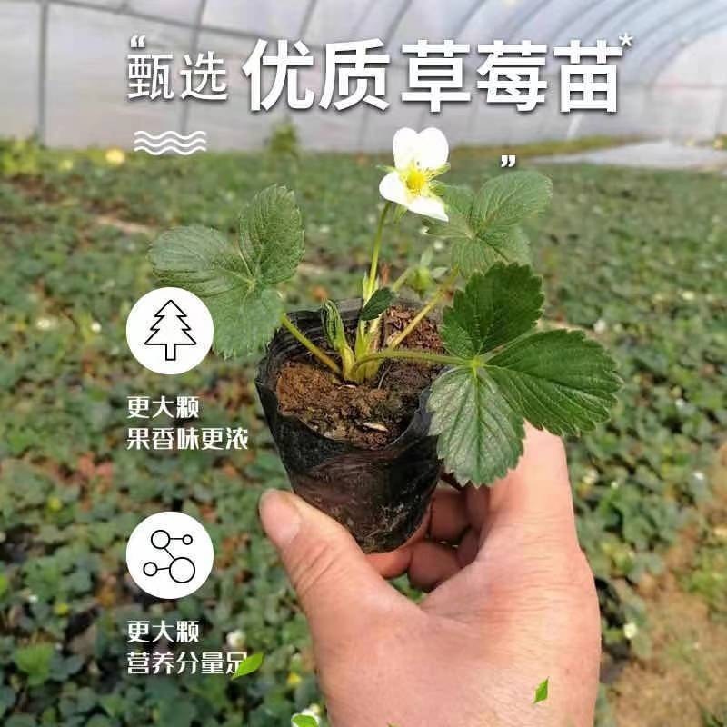 草莓苗脱毒奶油章姬红颜甜查理草莓苗盆栽苗