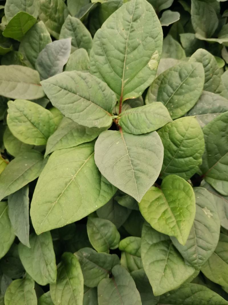 虎杖苗，驯化改良品种