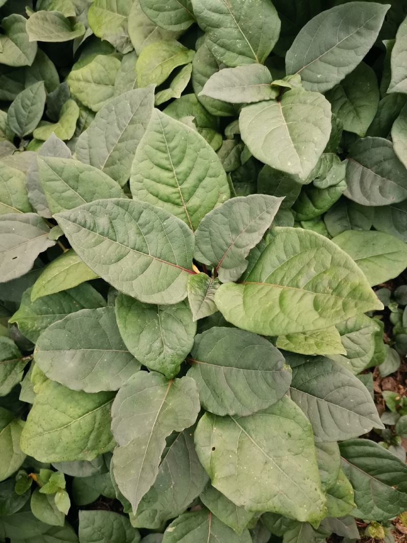 虎杖苗，驯化改良品种