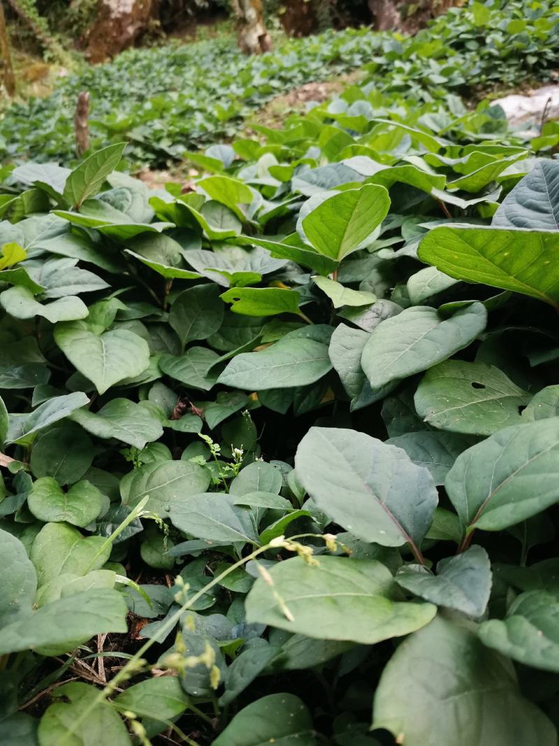 虎杖苗，驯化改良品种