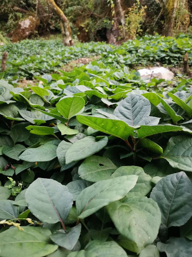 虎杖苗，驯化改良品种