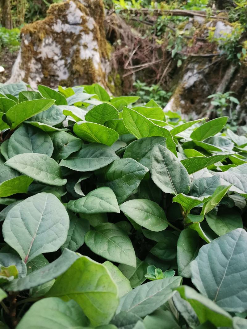 虎杖苗，驯化改良品种