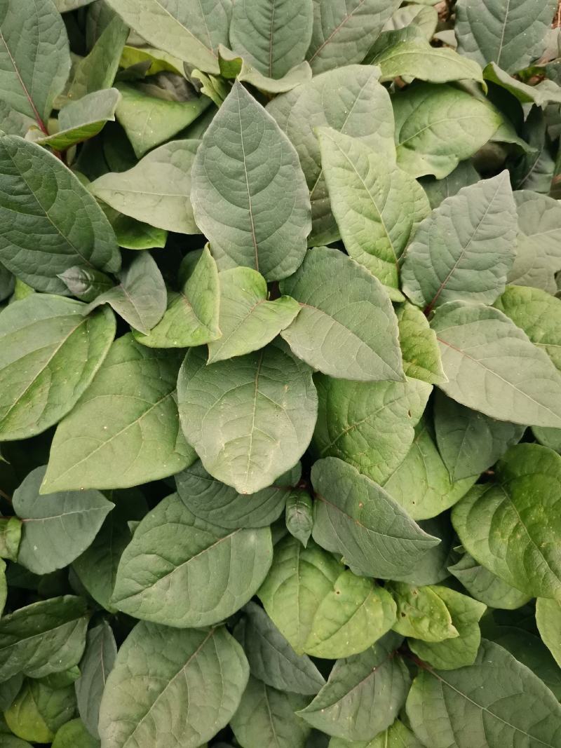 虎杖苗，驯化改良品种