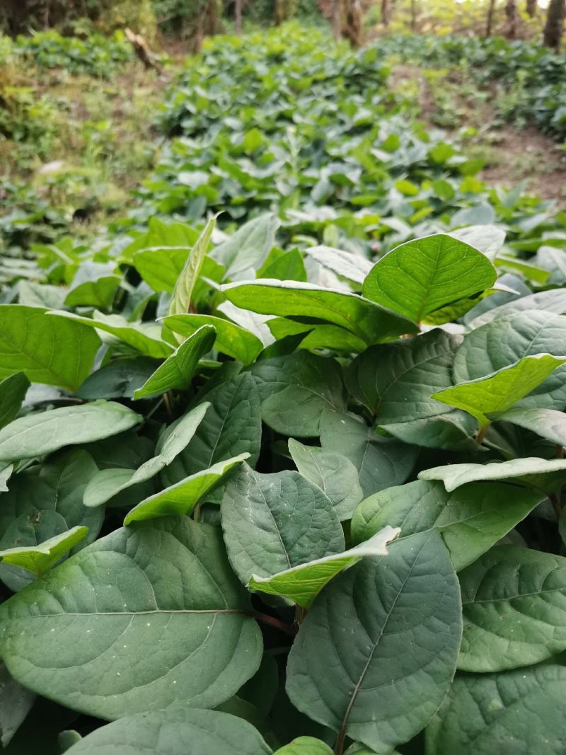 虎杖苗，驯化改良品种