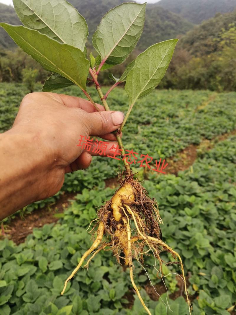 虎杖苗，驯化改良品种