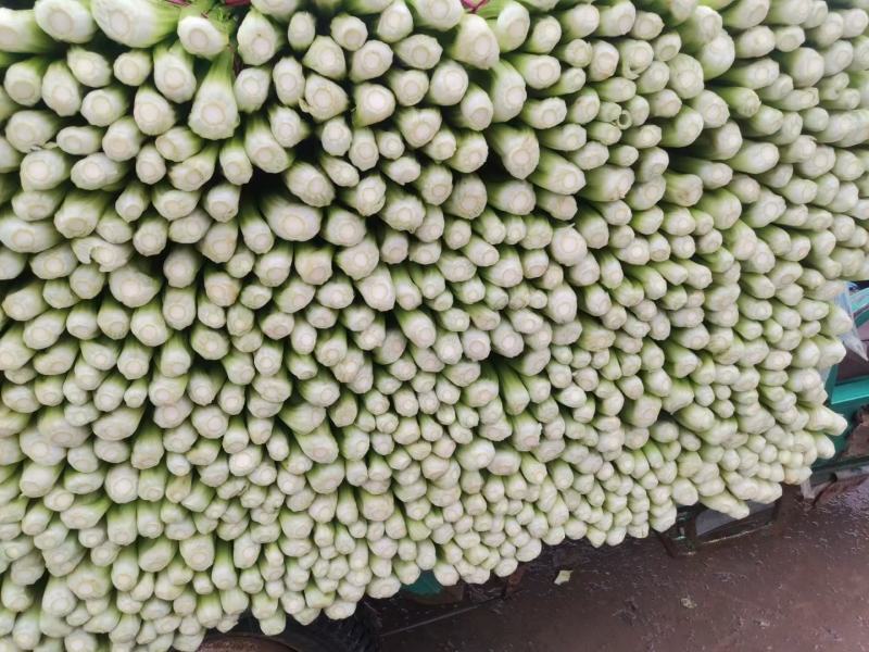 （精品西芹）河北省邯郸市，芹菜大量上市，量大从优欢迎订购