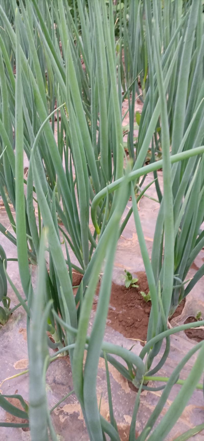 家里小葱