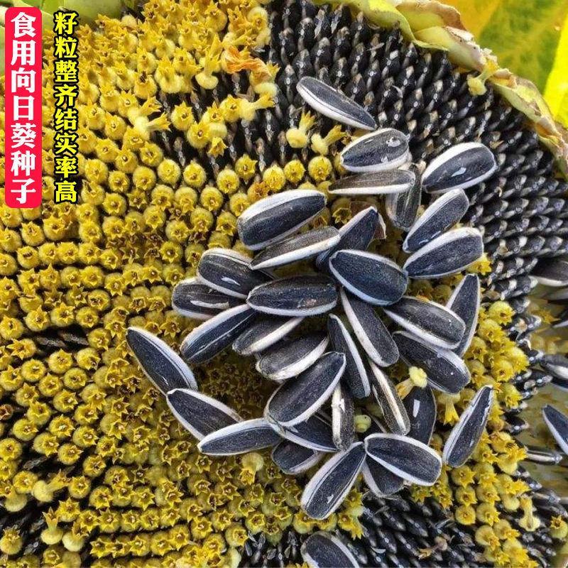食用大向日葵种子易种高产瓜子种大颗粒型食用向日葵花籽大田