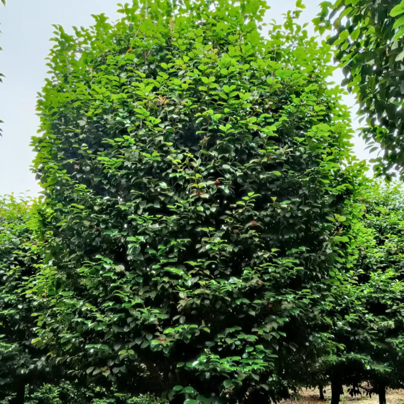 绿化.工地.庭院.茶花树四季常青植物耐热耐寒花美