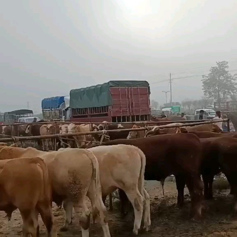 肉牛犊