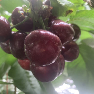 大连樱桃