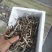 虫草
