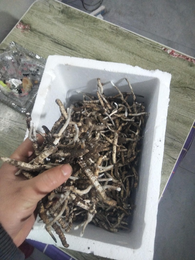 虫草