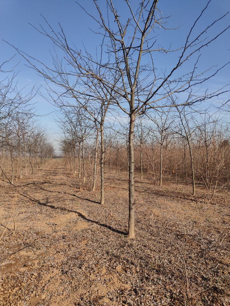 精品一级8到15公分皂角树规格齐全，量大从优基地自产自销