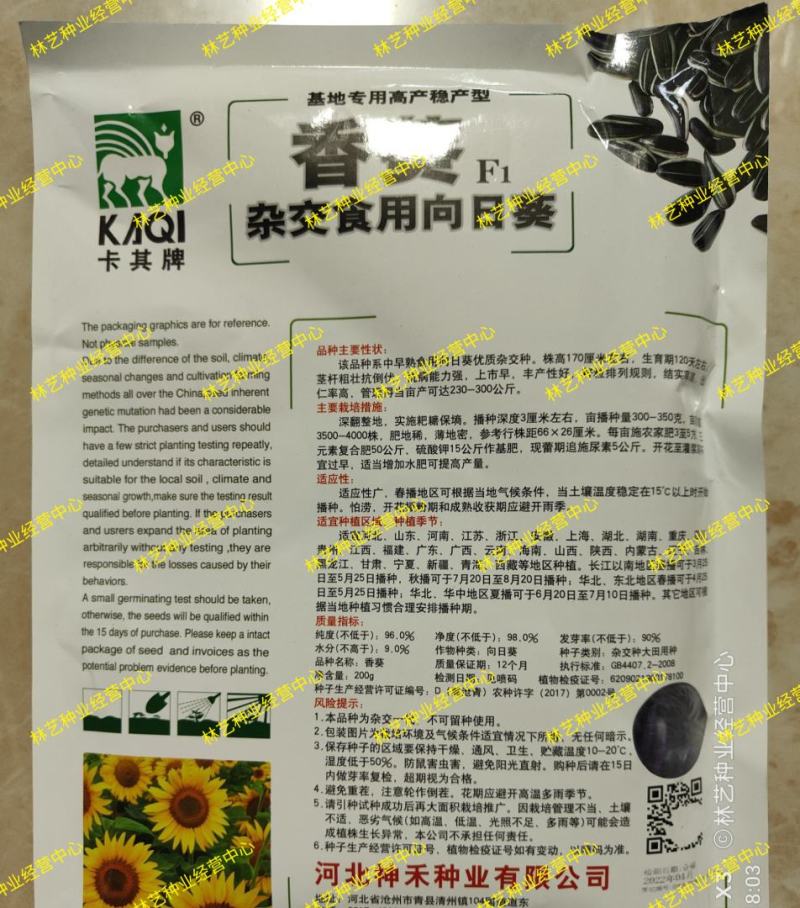 大型食用向日葵种子高产瓜子大颗粒矮生葵花油葵盆栽花籽