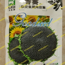 大型食用向日葵种子高产瓜子大颗粒矮生葵花油葵盆栽花籽