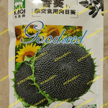 大型食用向日葵种子高产瓜子大颗粒矮生葵花油葵盆栽花籽