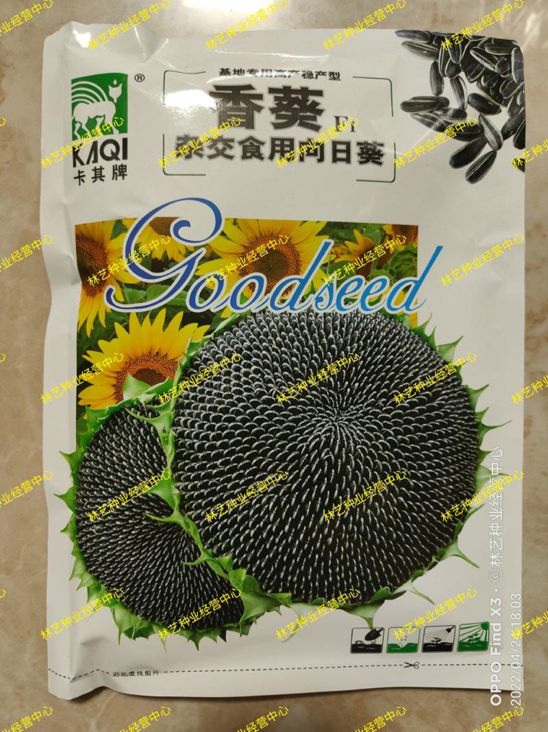 大型食用向日葵种子高产瓜子大颗粒矮生葵花油葵盆栽花籽