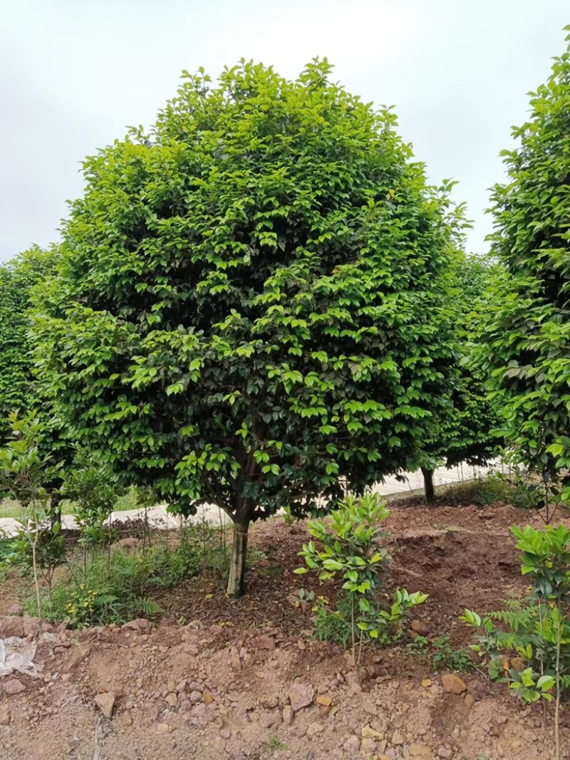 绿化.工地.庭院.茶花树四季常青植物耐热耐寒花美