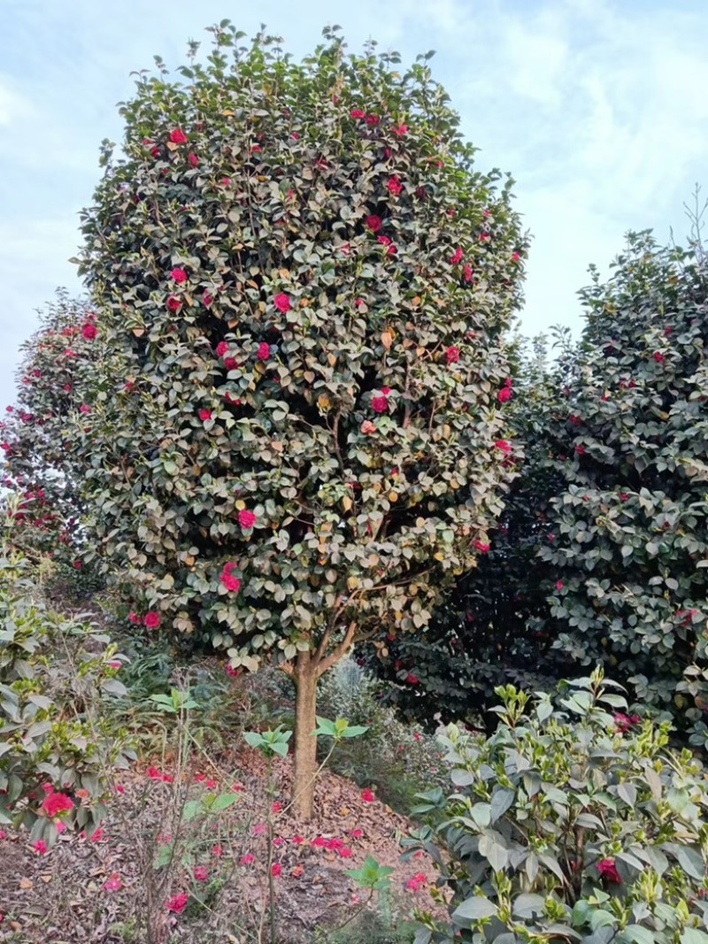 绿化.工地.庭院.茶花树四季常青植物耐热耐寒花美