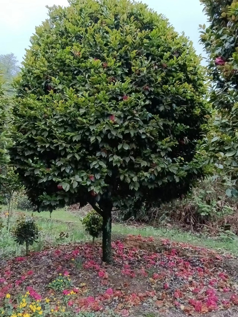 绿化.工地.庭院.茶花树四季常青植物耐热耐寒花美