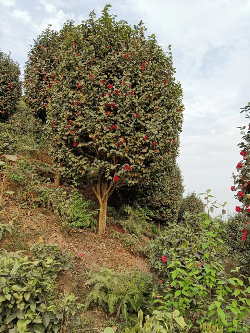 绿化.工地.庭院.茶花树四季常青植物耐热耐寒花美