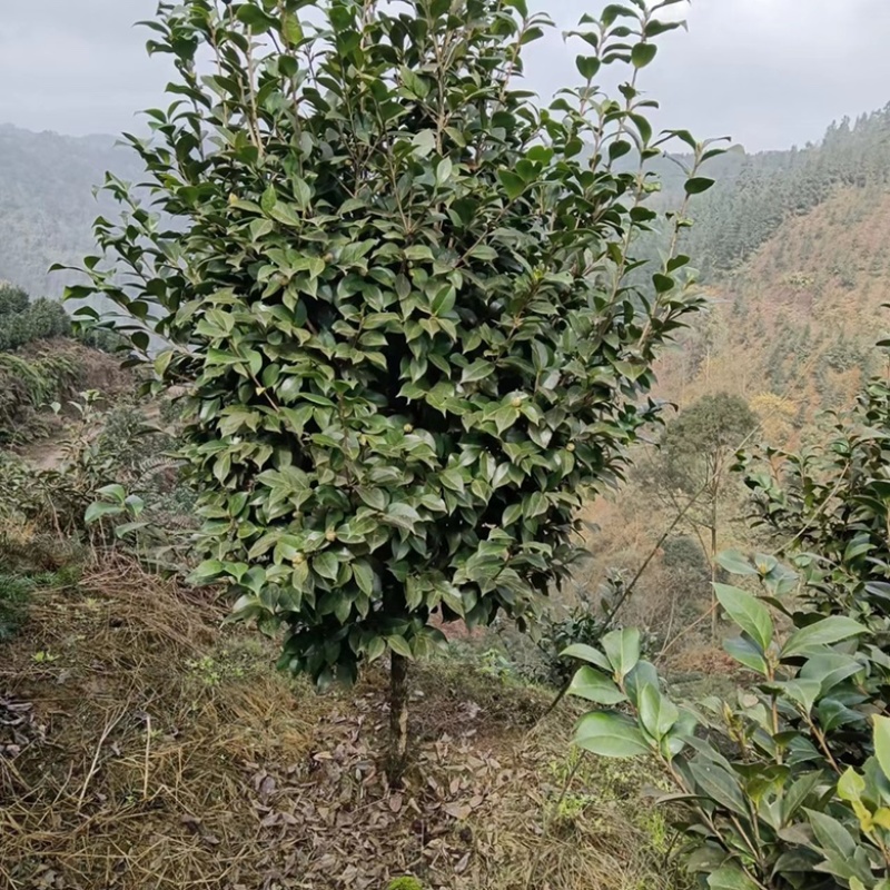 茶花树苗花卉盆景四季常青耐寒耐冬耐热茶花常年供货