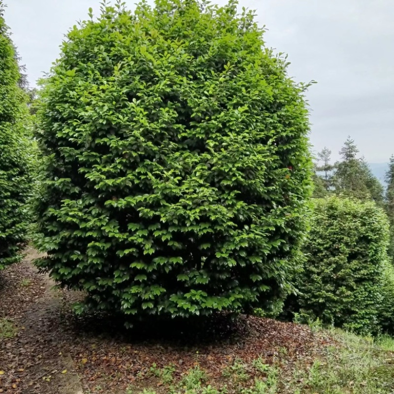 茶花树苗花卉盆景四季常青耐寒耐冬耐热茶花常年供货