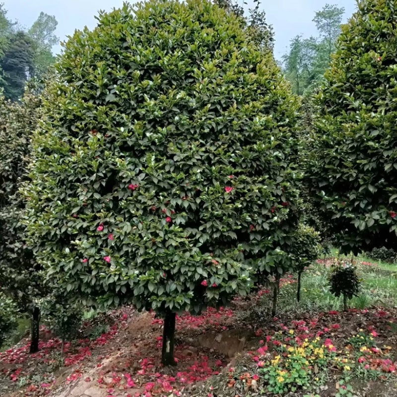 茶花树苗花卉盆景四季常青耐寒耐冬耐热茶花常年供货