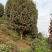 茶花树苗花卉盆景四季常青耐寒耐冬耐热茶花常年供货